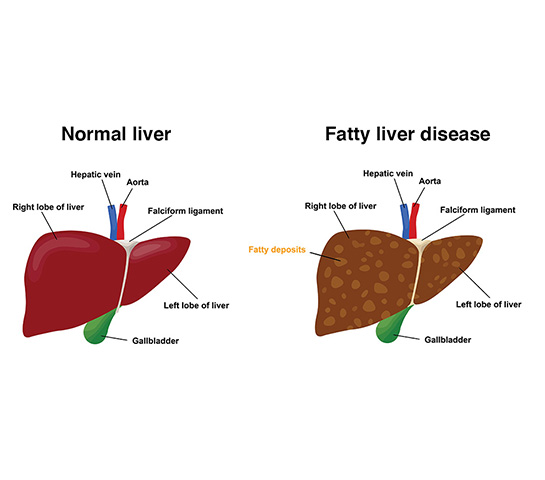 Healthy liver anatomy illustration showing liver location and function in human body
