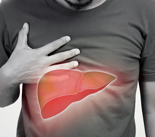 Healthy liver anatomy illustration showing liver location and function in human body