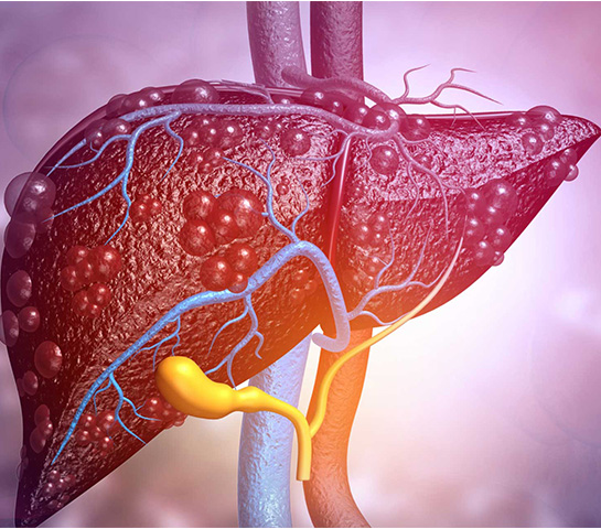 Healthy liver anatomy illustration showing liver location and function in human body