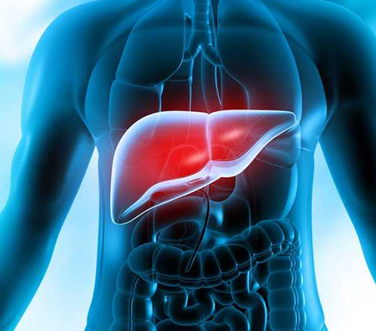 Healthy liver anatomy illustration showing liver location and function in human body